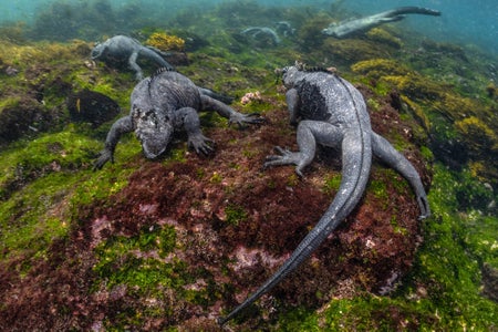 https://alphauniverseglobal.media.zestyio.com/Alpha-Universe-BTS-Cristina-Mittermeier-Marine-Iguana-4.jpg?height=300&fit=bounds