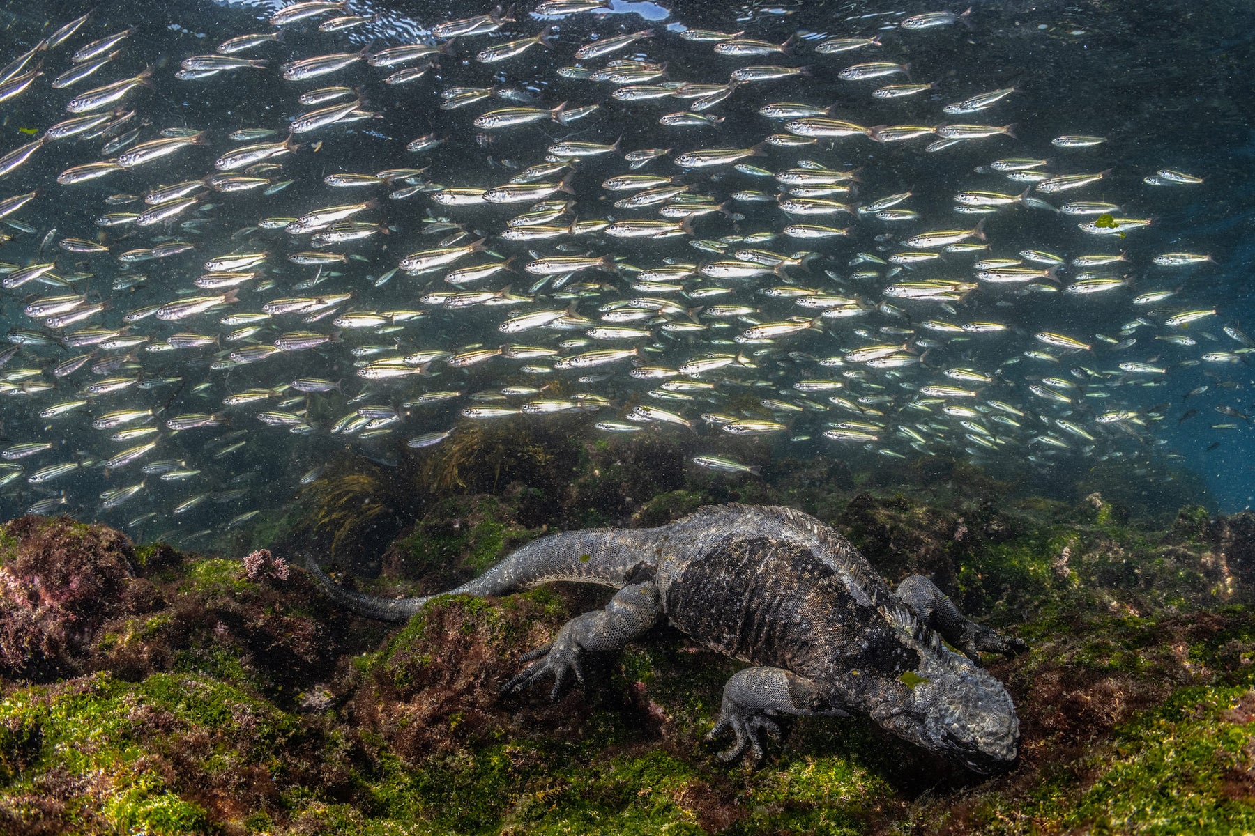 https://alphauniverseglobal.media.zestyio.com/Alpha-Universe-BTS-Cristina-Mittermeier-Marine-Iguana-5.jpg?height=1200&fit=bounds