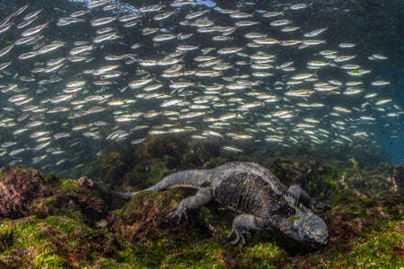 https://alphauniverseglobal.media.zestyio.com/Alpha-Universe-BTS-Cristina-Mittermeier-Marine-Iguana-5.jpg?height=300&fit=bounds