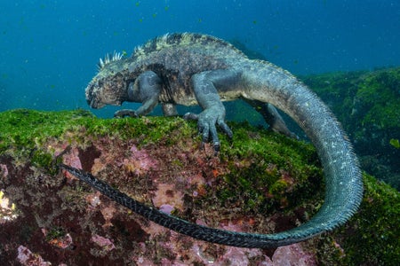 https://alphauniverseglobal.media.zestyio.com/Alpha-Universe-BTS-Cristina-Mittermeier-Marine-Iguana-6.jpg?height=300&fit=bounds
