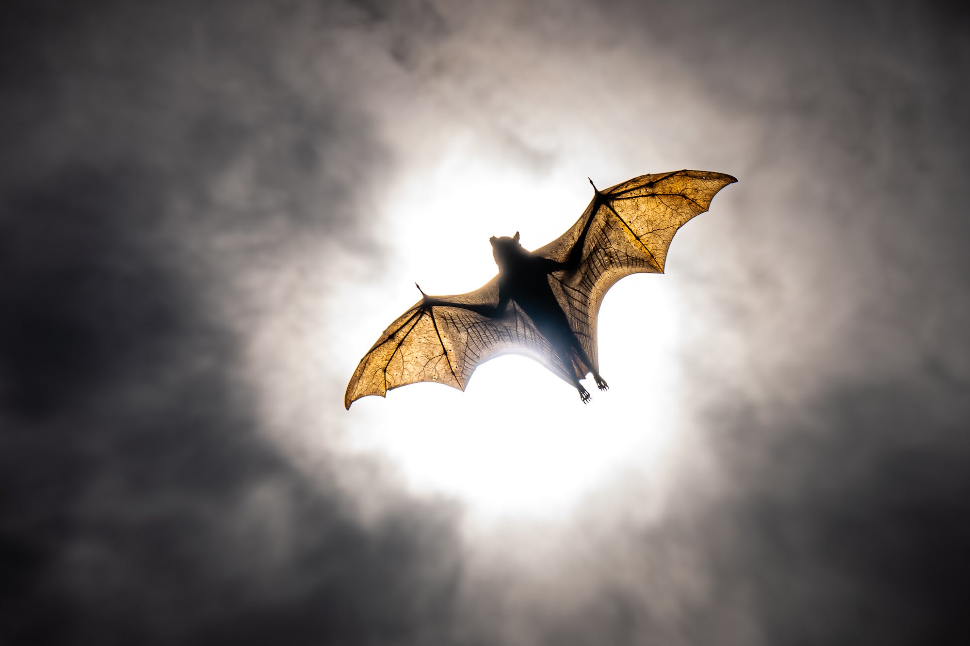 giant bat