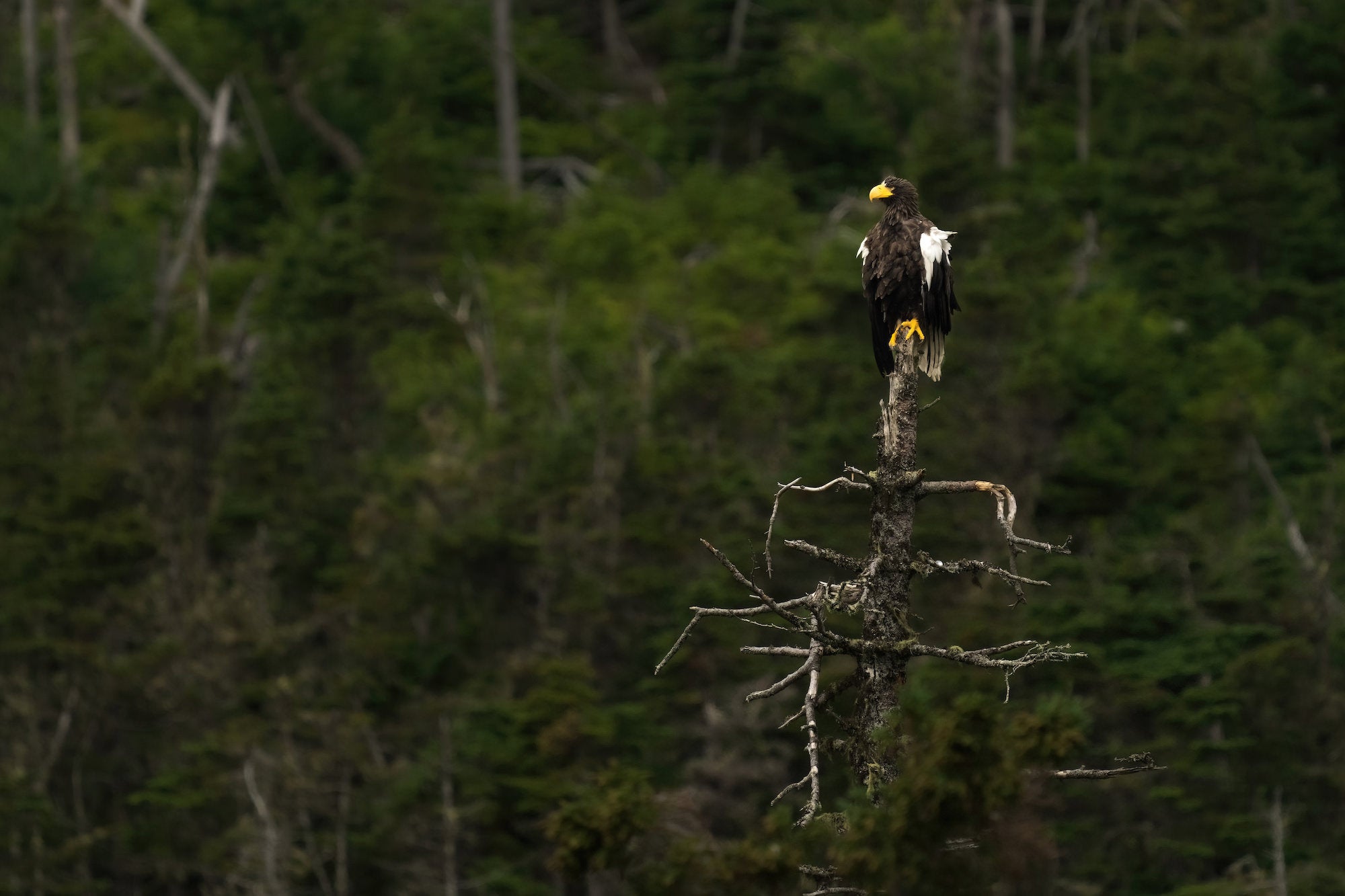 Steller's sea eagle on a perch Steller's sea eagle on a perch