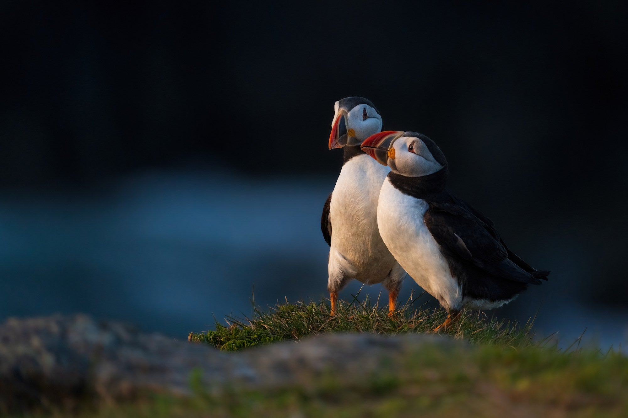 Two Atlantic puffins Two Atlantic puffins