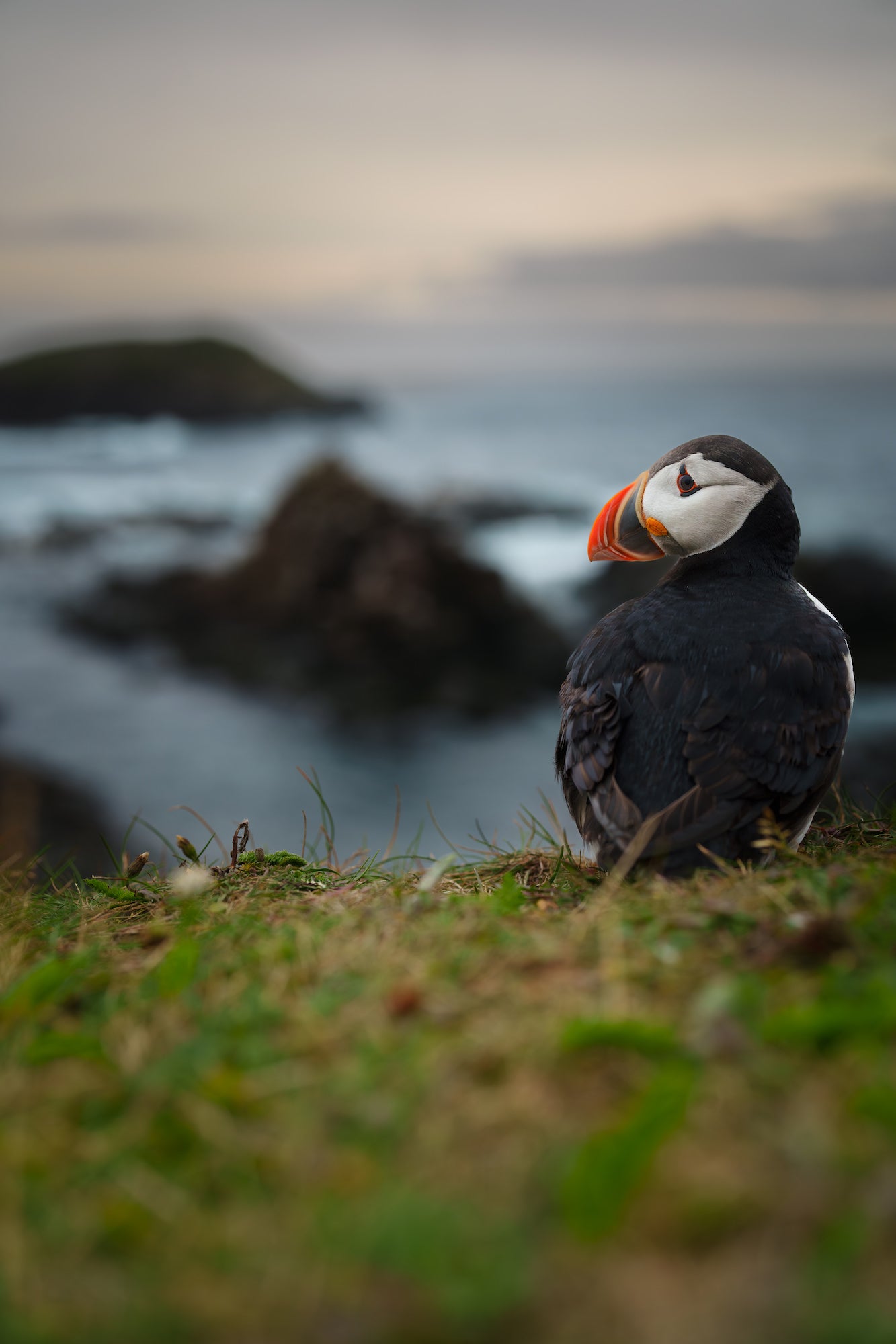 Atlantic puffin Atlantic puffin