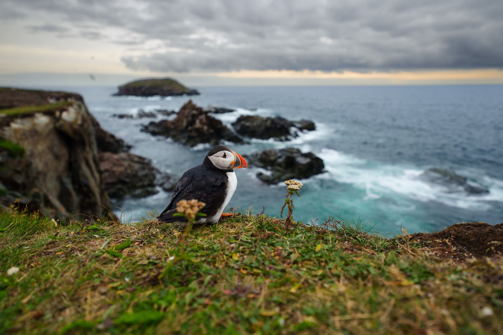 Atlantic puffin Atlantic puffin