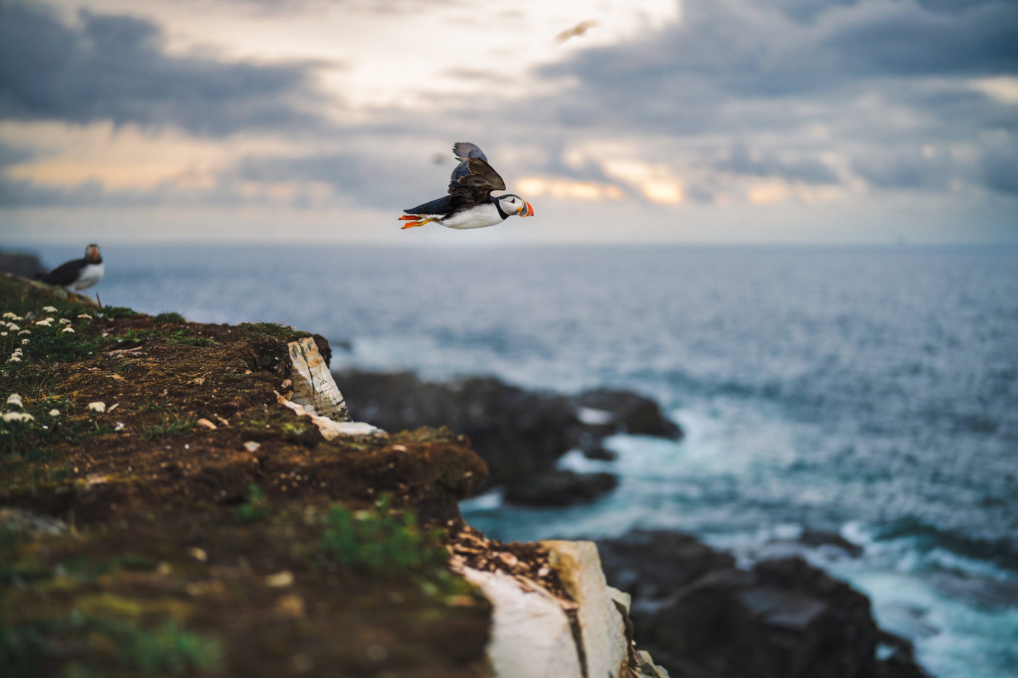 Atlantic puffin in flight Atlantic puffin in flight