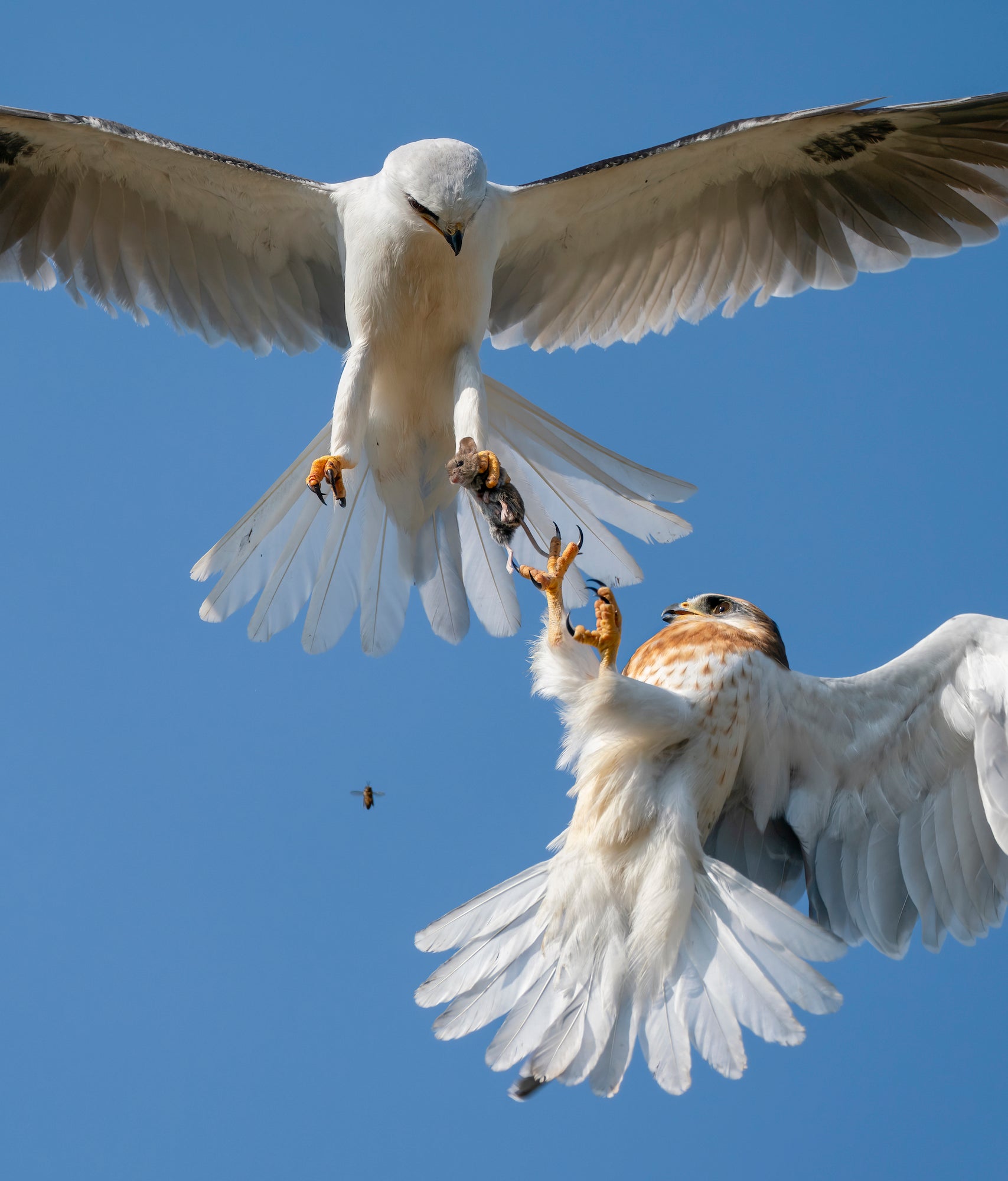 Alpha-Universe-BTS-Jack-Zhi-WhiteTailedKites-1.JPG