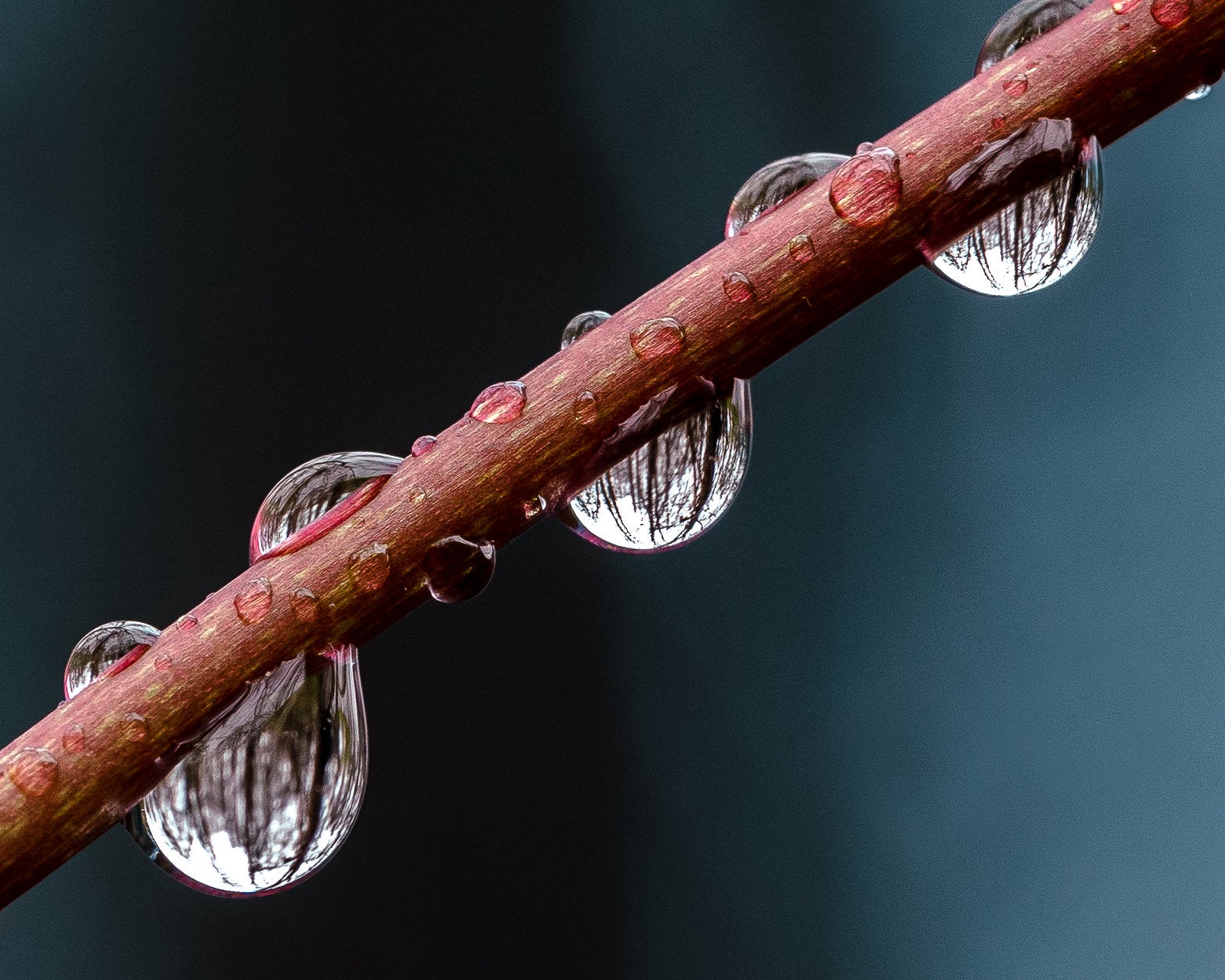 Photo by Jeff Oliver. Sony Alpha 7 IV. Sony 90mm f/2.8 G Macro