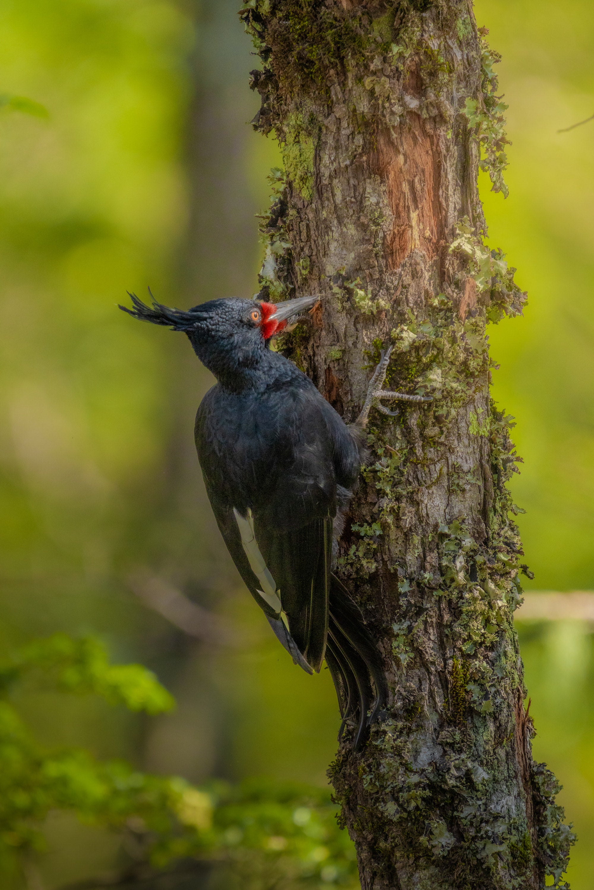 The Magellanic Woodpecker