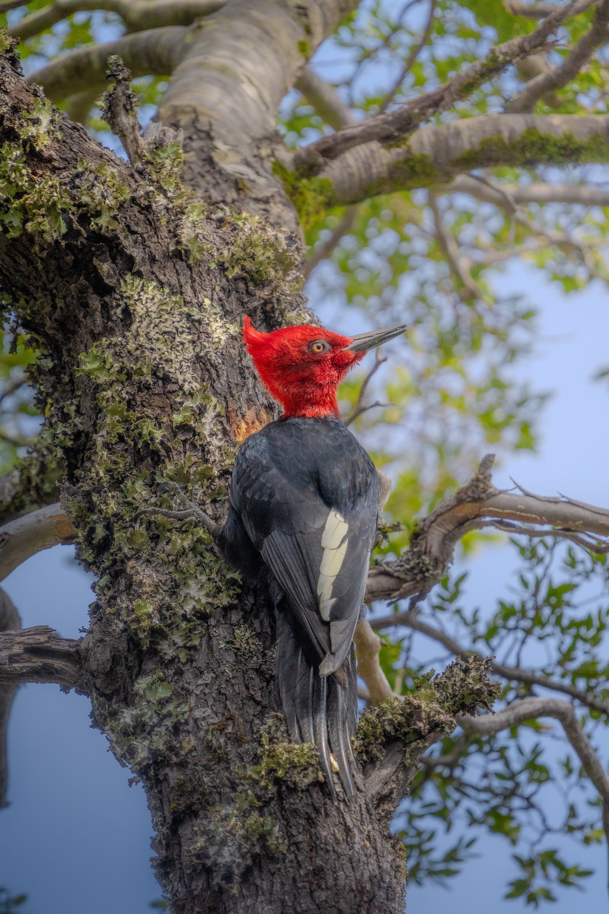The Magellanic Woodpecker