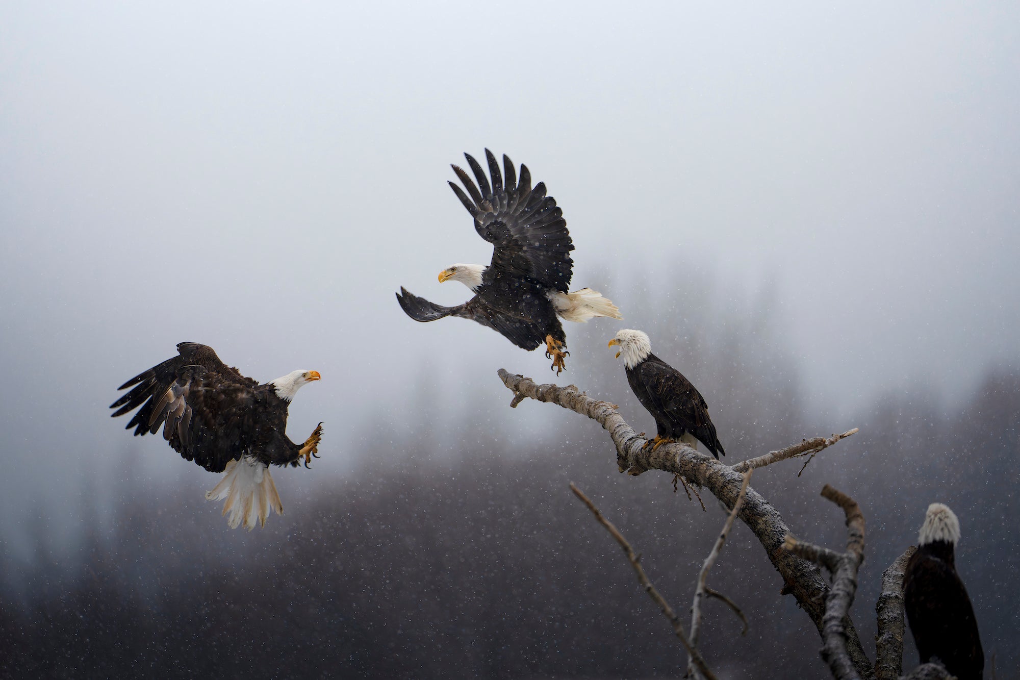 Photo by Karthik Subramaniam. Sony Alpha 1. Sony 600mm f/4 G Master. 1/1600-sec., f/4, ISO 1250