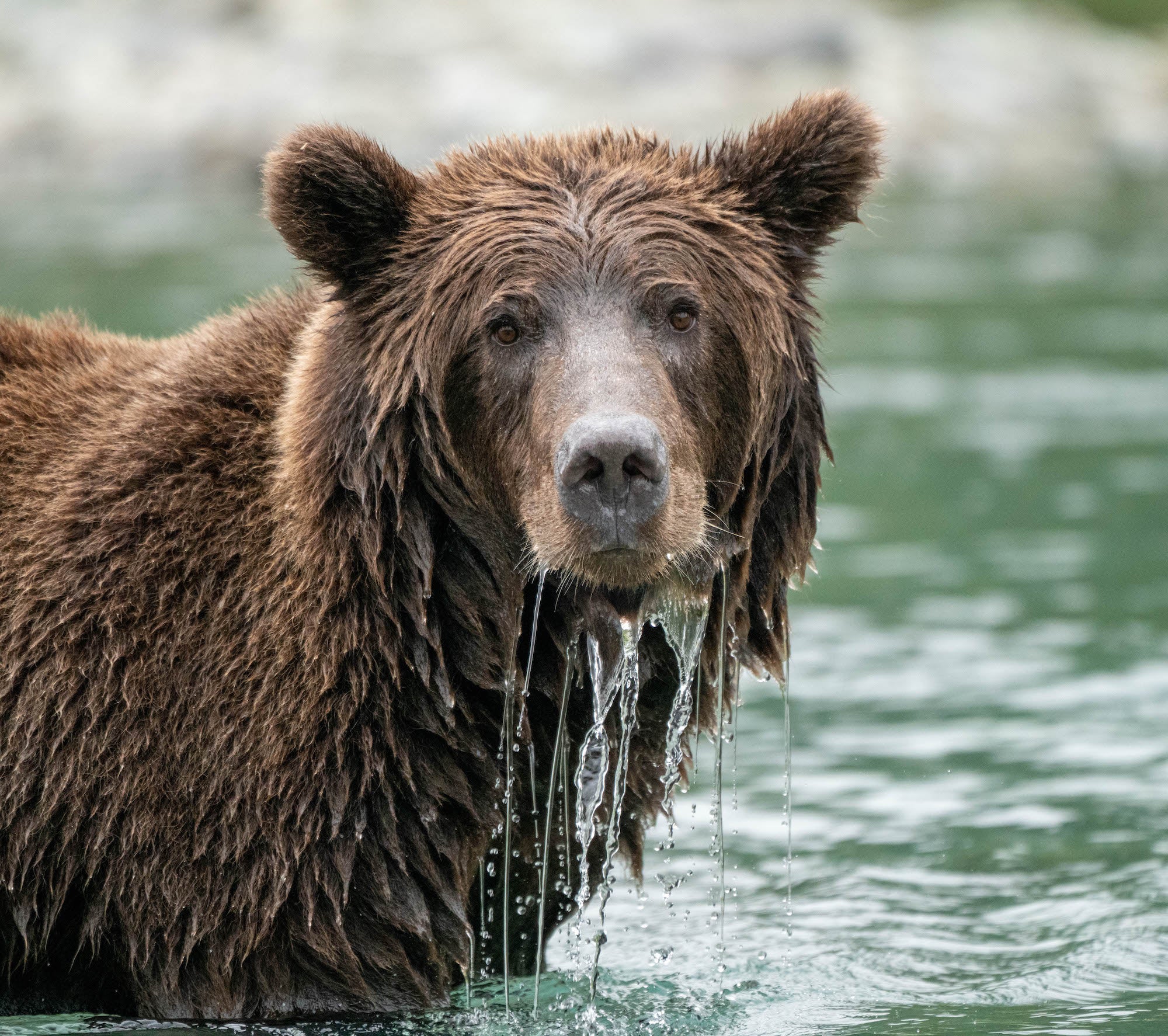 Behind The Shot: A Bear Portrait That Didn't Get Away | Sony