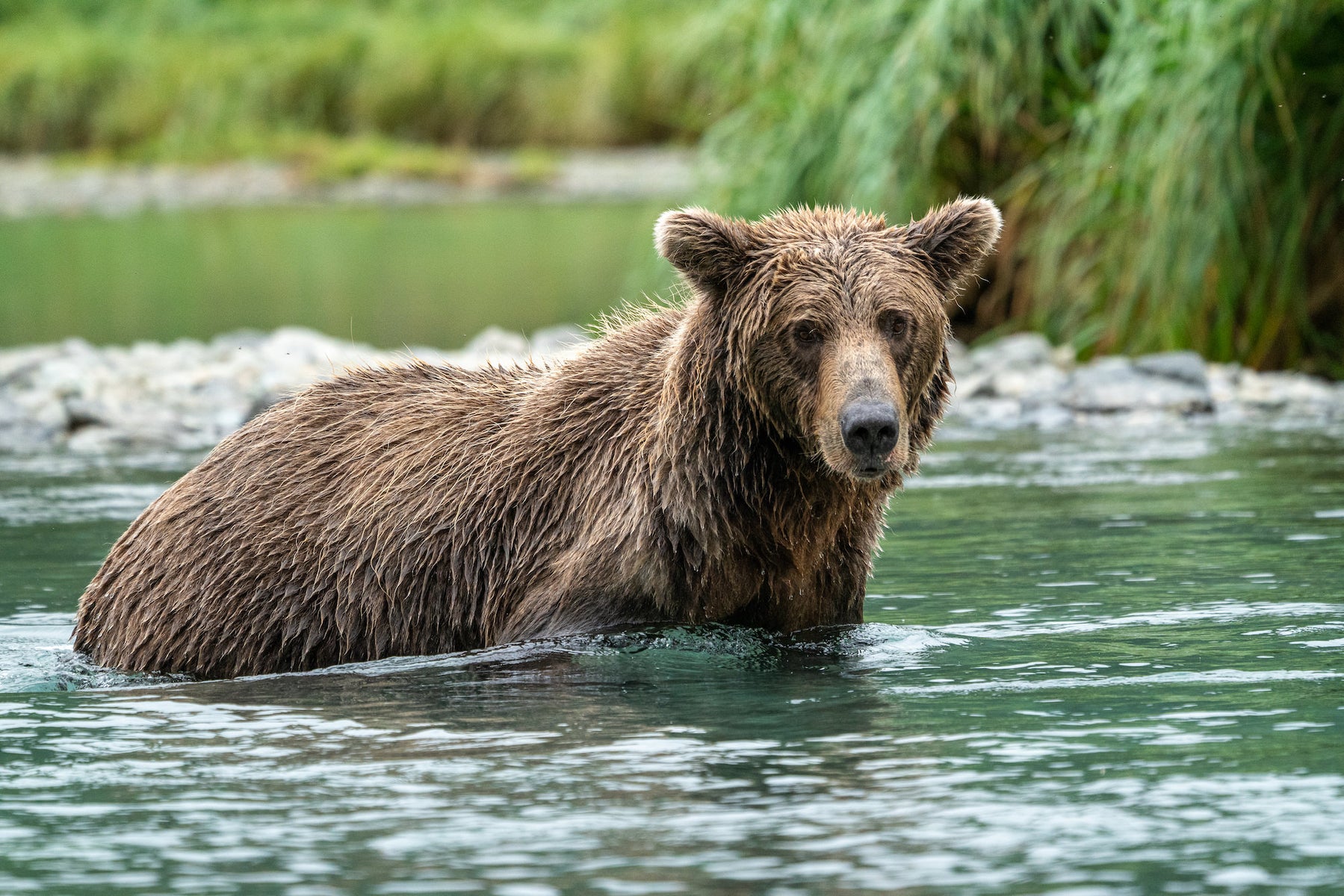 Behind The Shot: A Bear Portrait That Didn't Get Away | Sony | Alpha ...