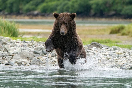 Behind The Shot: A Bear Portrait That Didn't Get Away | Sony | Alpha ...