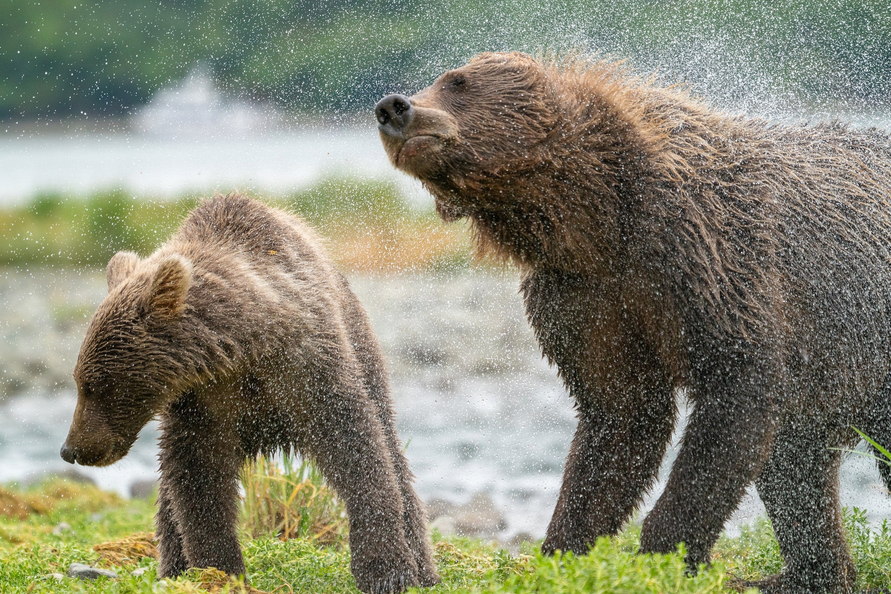 Behind The Shot: A Bear Portrait That Didn't Get Away | Sony | Alpha ...