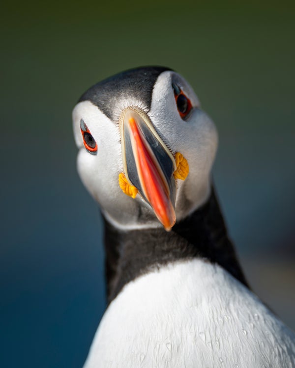 Photo by Magnus Winbjörk. Sony Alpha 1. Sony 300mm f/2.8 G Master. 1/2500-sec., f/2.8, ISO 100