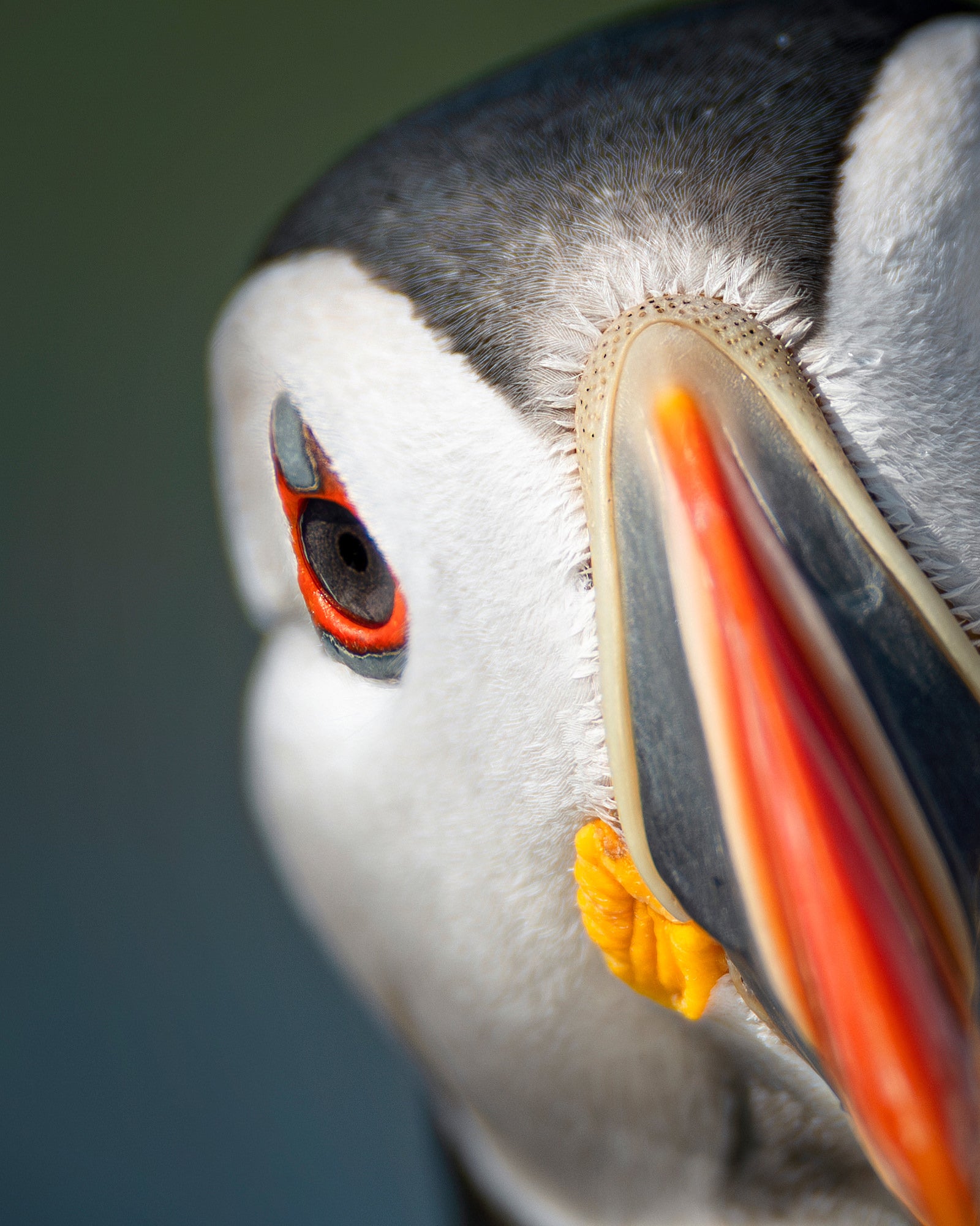 Photo by Magnus Winbjörk. Sony Alpha 1. Sony 300mm f/2.8 G Master. 1/2500-sec., f/2.8, ISO 100