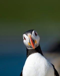 https://alphauniverseglobal.media.zestyio.com/Alpha-Universe-BTS-Magnus-Winbjork-Puffin-3.jpg?height=300&fit=bounds