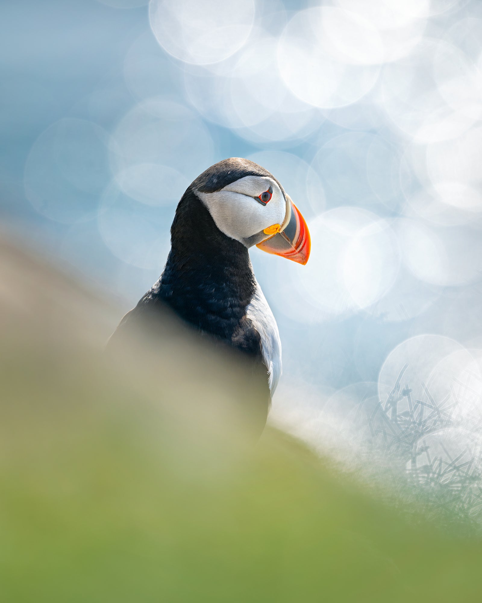 Photo by Magnus Winbjörk. Sony Alpha 1. Sony 300mm f/2.8 G Master. 1/400-sec., f/3.5, ISO 100