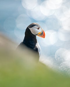https://alphauniverseglobal.media.zestyio.com/Alpha-Universe-BTS-Magnus-Winbjork-Puffin-BTS1.jpg?height=300&fit=bounds