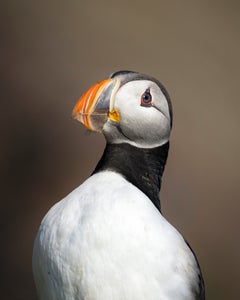 https://alphauniverseglobal.media.zestyio.com/Alpha-Universe-BTS-Magnus-Winbjork-Puffin-BTS2.jpg?height=300&fit=bounds