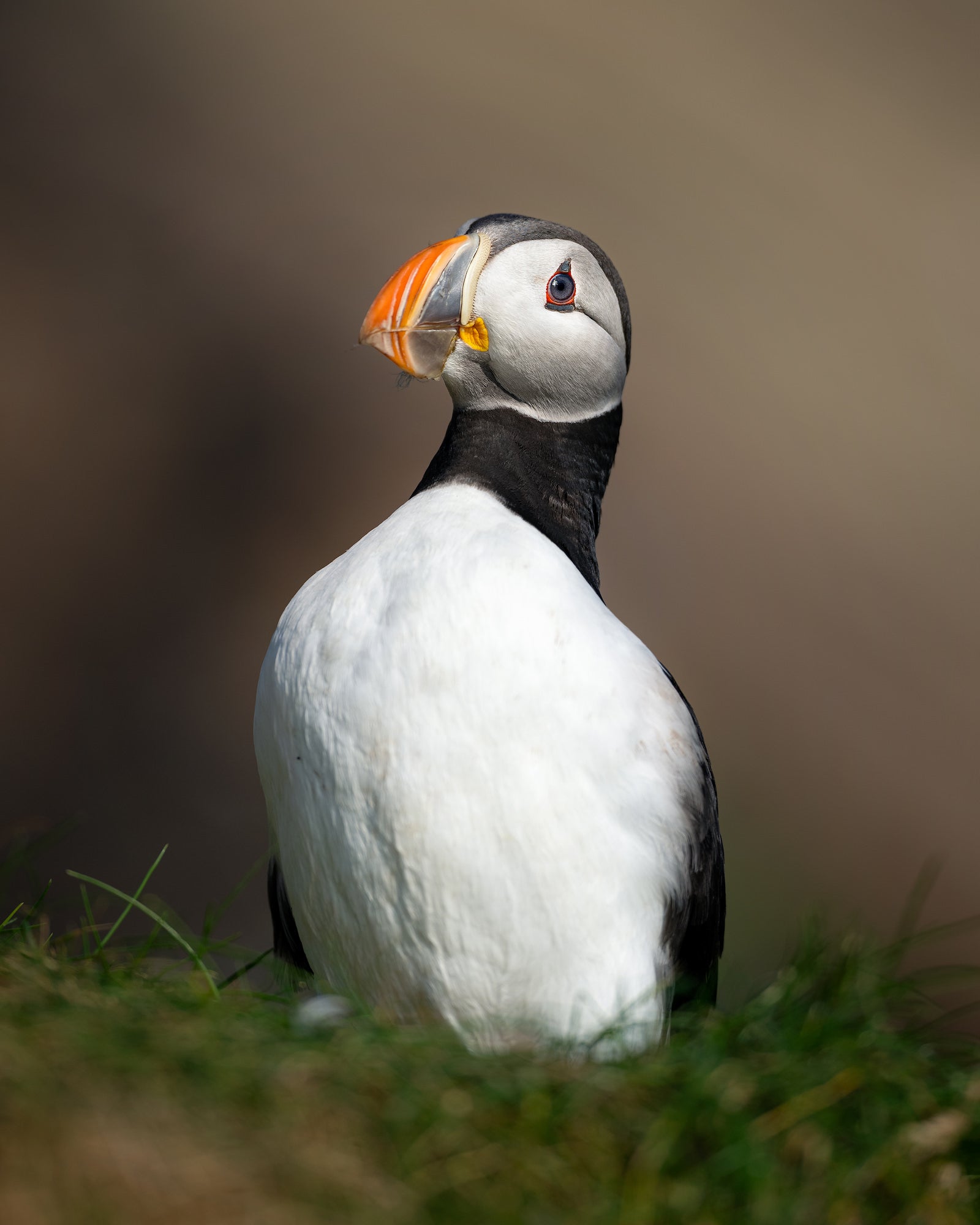 Photo by Magnus Winbjörk. Sony Alpha 1. Sony 300mm f/2.8 G Master. 1/2500-sec., f/2.8, ISO 100