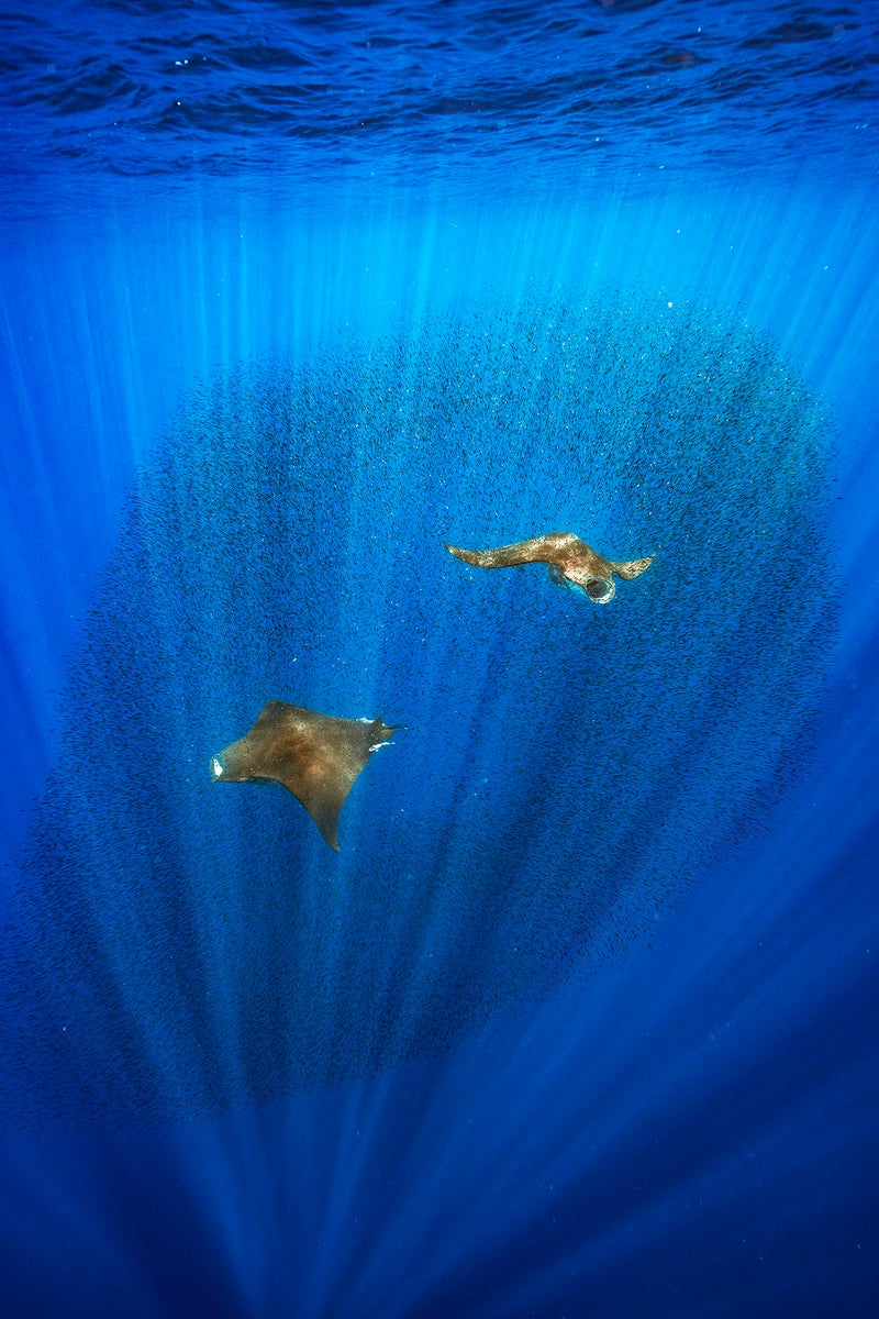Behind The Shot: Photographing Synchronized Chilean Devil Rays ...