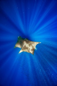https://alphauniverseglobal.media.zestyio.com/Alpha-Universe-BTS-Merche-Llobera-3.jpg?height=300&fit=bounds