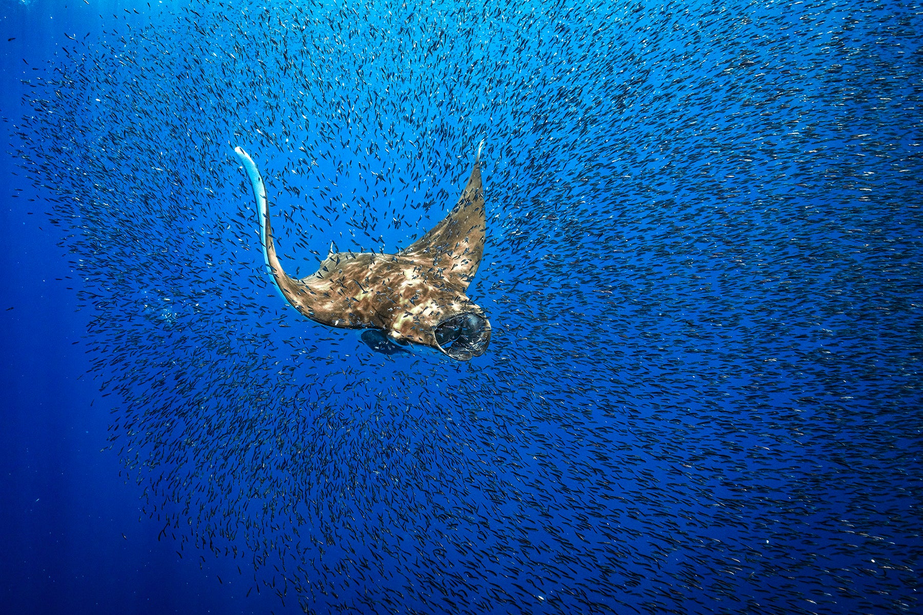 Behind The Shot: Photographing Synchronized Chilean Devil Rays ...
