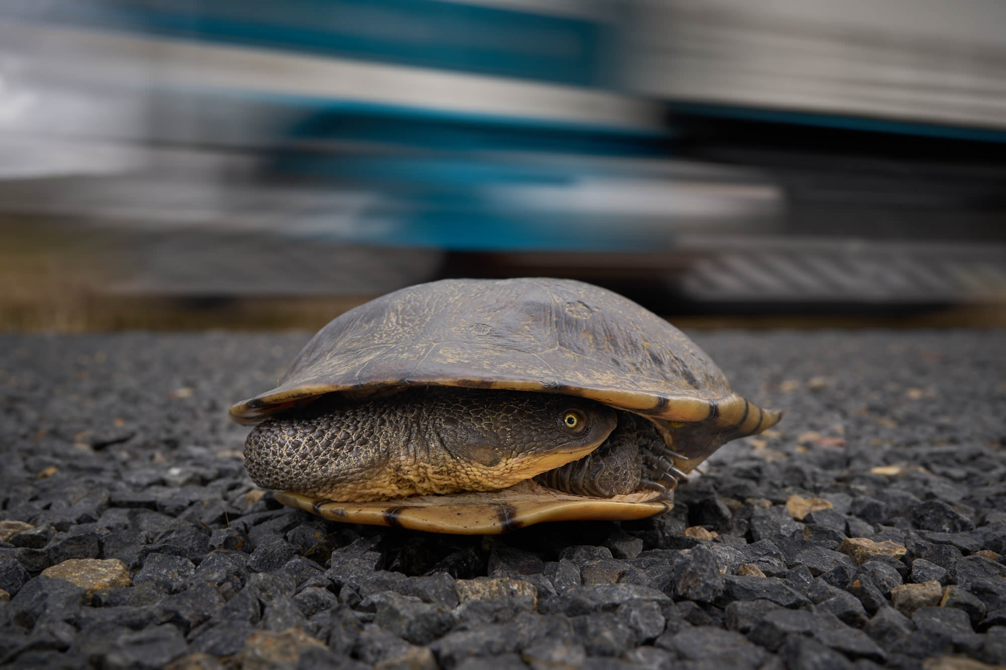 Behind The Shot: A Turtle Rescue Mission & An Award-Winning Image ...