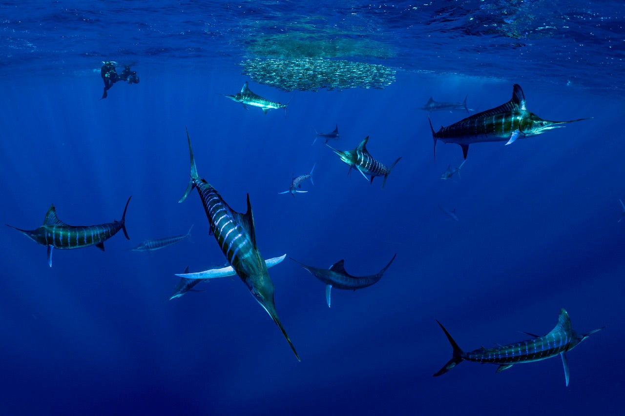 https://alphauniverseglobal.media.zestyio.com/Alpha-Universe-BTS-Paul-Nicklen-Marlins-1.jpeg?height=1200&fit=bounds