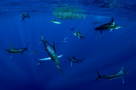 https://alphauniverseglobal.media.zestyio.com/Alpha-Universe-BTS-Paul-Nicklen-Marlins-1.jpeg?height=300&fit=bounds