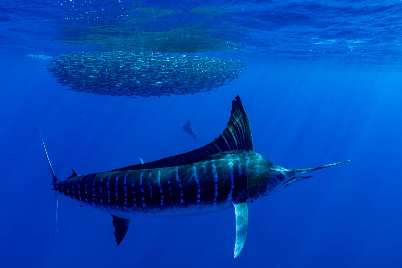 https://alphauniverseglobal.media.zestyio.com/Alpha-Universe-BTS-Paul-Nicklen-Marlins-2.jpeg?height=1200&fit=bounds