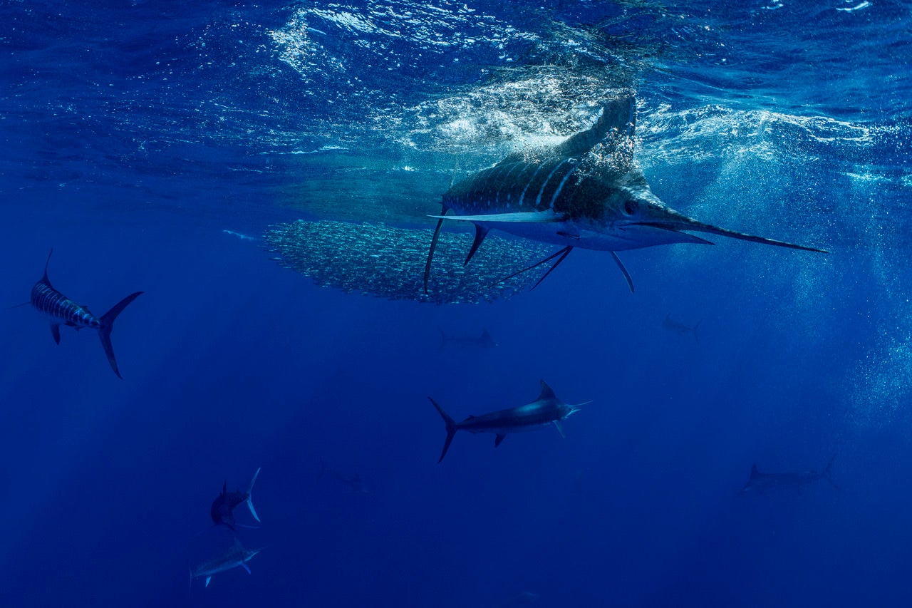 https://alphauniverseglobal.media.zestyio.com/Alpha-Universe-BTS-Paul-Nicklen-Marlins-3.jpeg?height=1200&fit=bounds
