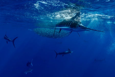 https://alphauniverseglobal.media.zestyio.com/Alpha-Universe-BTS-Paul-Nicklen-Marlins-3.jpeg?height=300&fit=bounds