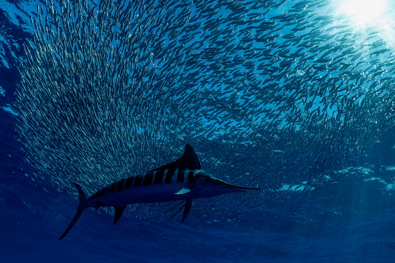https://alphauniverseglobal.media.zestyio.com/Alpha-Universe-BTS-Paul-Nicklen-Marlins-4.jpeg?height=1200&fit=bounds