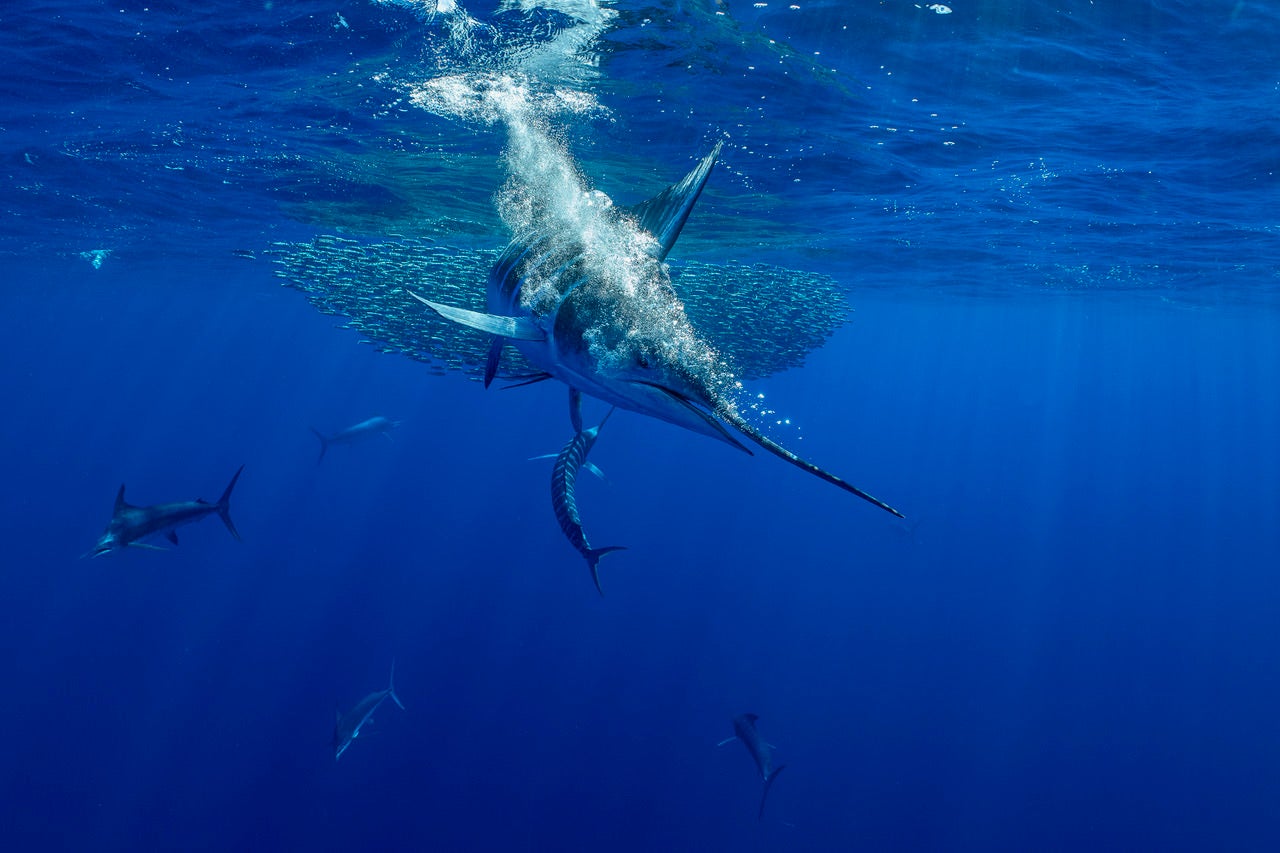 https://alphauniverseglobal.media.zestyio.com/Alpha-Universe-BTS-Paul-Nicklen-Marlins-5.jpeg?height=1200&fit=bounds