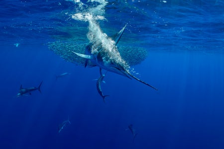 https://alphauniverseglobal.media.zestyio.com/Alpha-Universe-BTS-Paul-Nicklen-Marlins-5.jpeg?height=300&fit=bounds