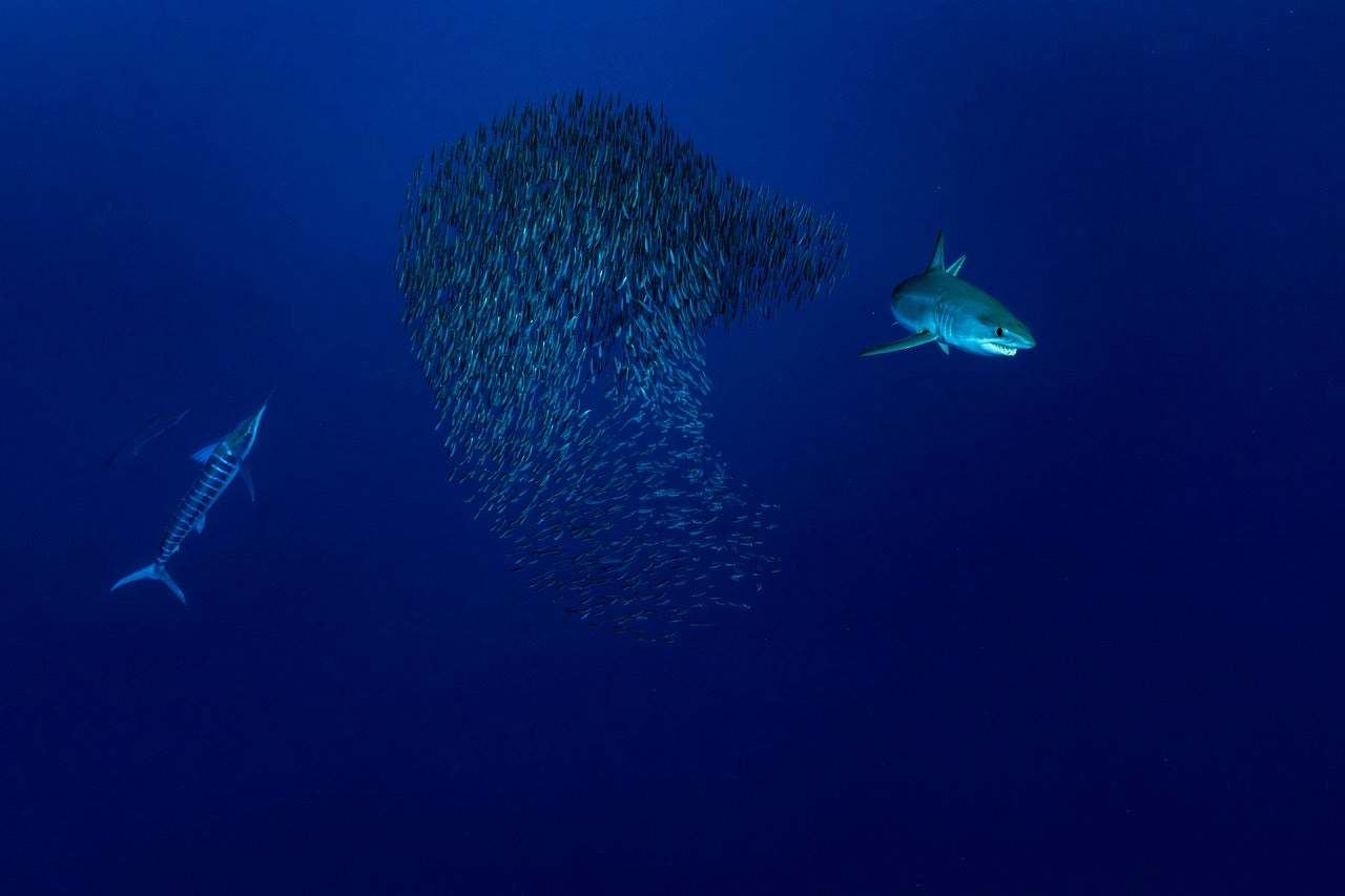 https://alphauniverseglobal.media.zestyio.com/Alpha-Universe-BTS-Paul-Nicklen-Marlins-6.jpeg?height=1200&fit=bounds