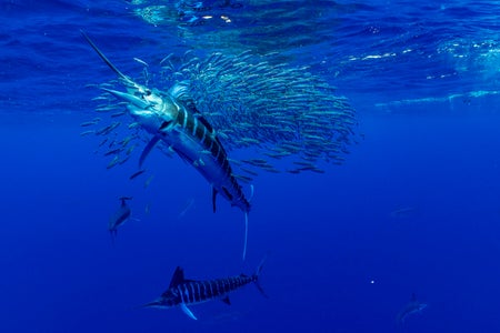 https://alphauniverseglobal.media.zestyio.com/Alpha-Universe-BTS-Paul-Nicklen-Marlins-7.jpeg?height=300&fit=bounds