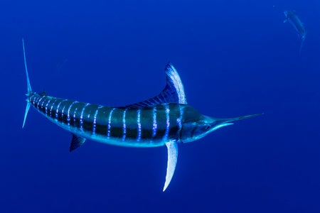 https://alphauniverseglobal.media.zestyio.com/Alpha-Universe-BTS-Paul-Nicklen-Marlins-8.jpeg?height=300&fit=bounds