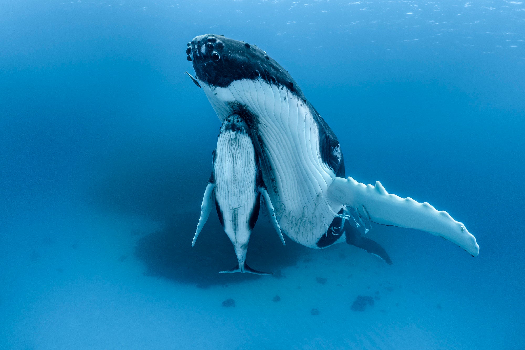 Photo by Paul Nicklen.