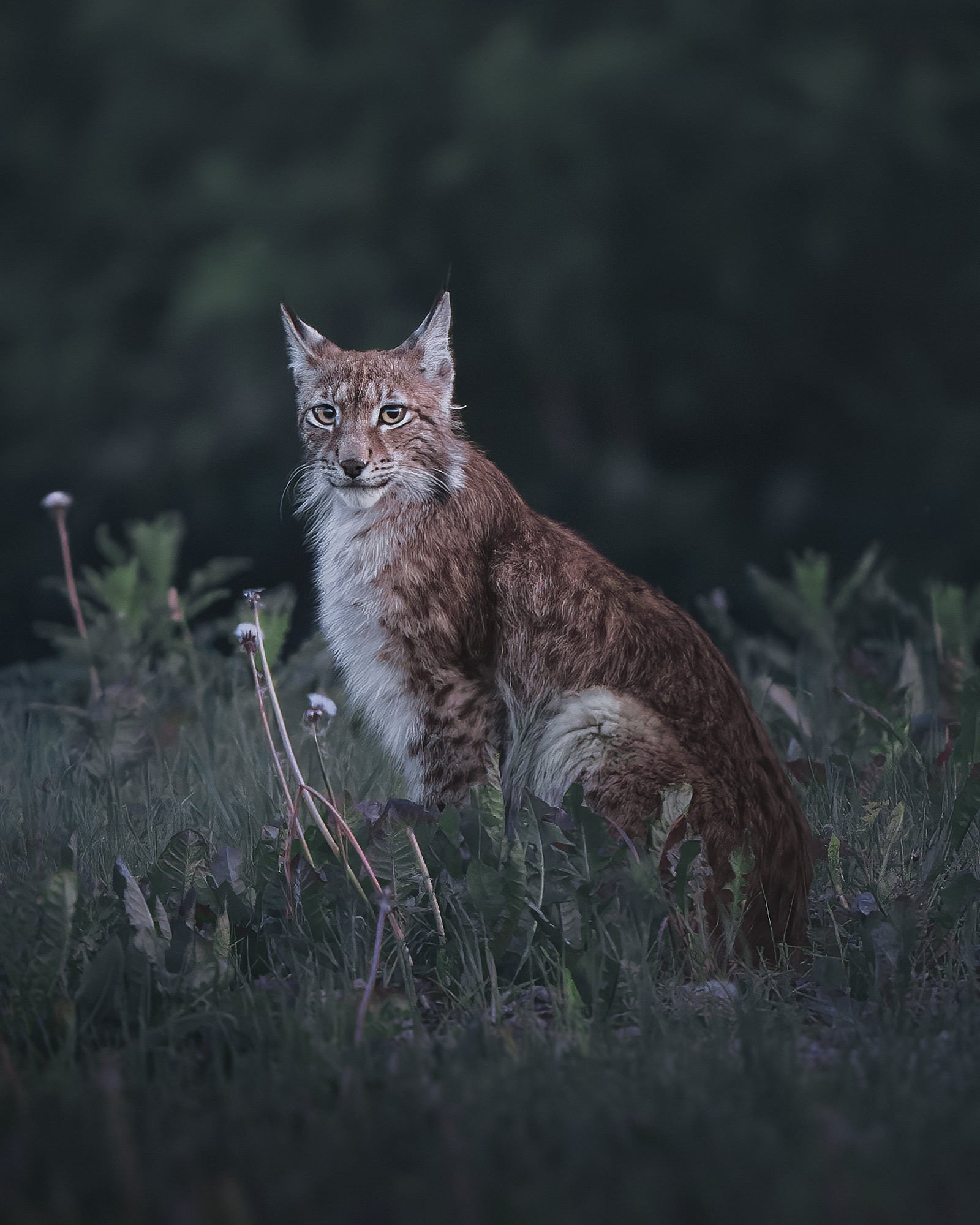 Photo by Petri Mäkitalo. Sony Alpha 1. Sony 400mm f/2.8 G Master. 1/30-sec., f/2.8, ISO 4000