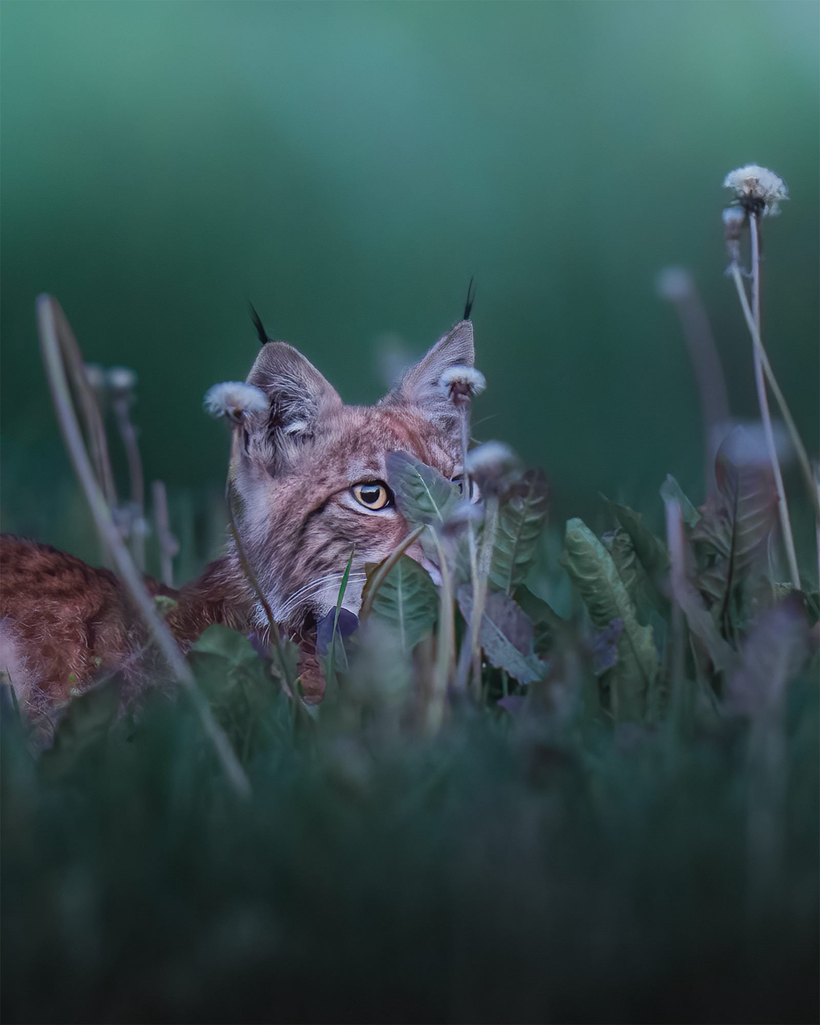 Photo by Petri Mäkitalo. Sony Alpha 1. Sony 400mm f/2.8 G Master. 1/8-sec., f/2.8, ISO 1600