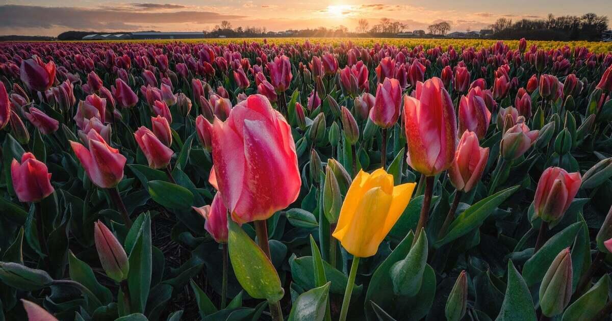 Take A Tiptoe Through The Tulips With A Fast Wide-Angle Zoom | Sony ...