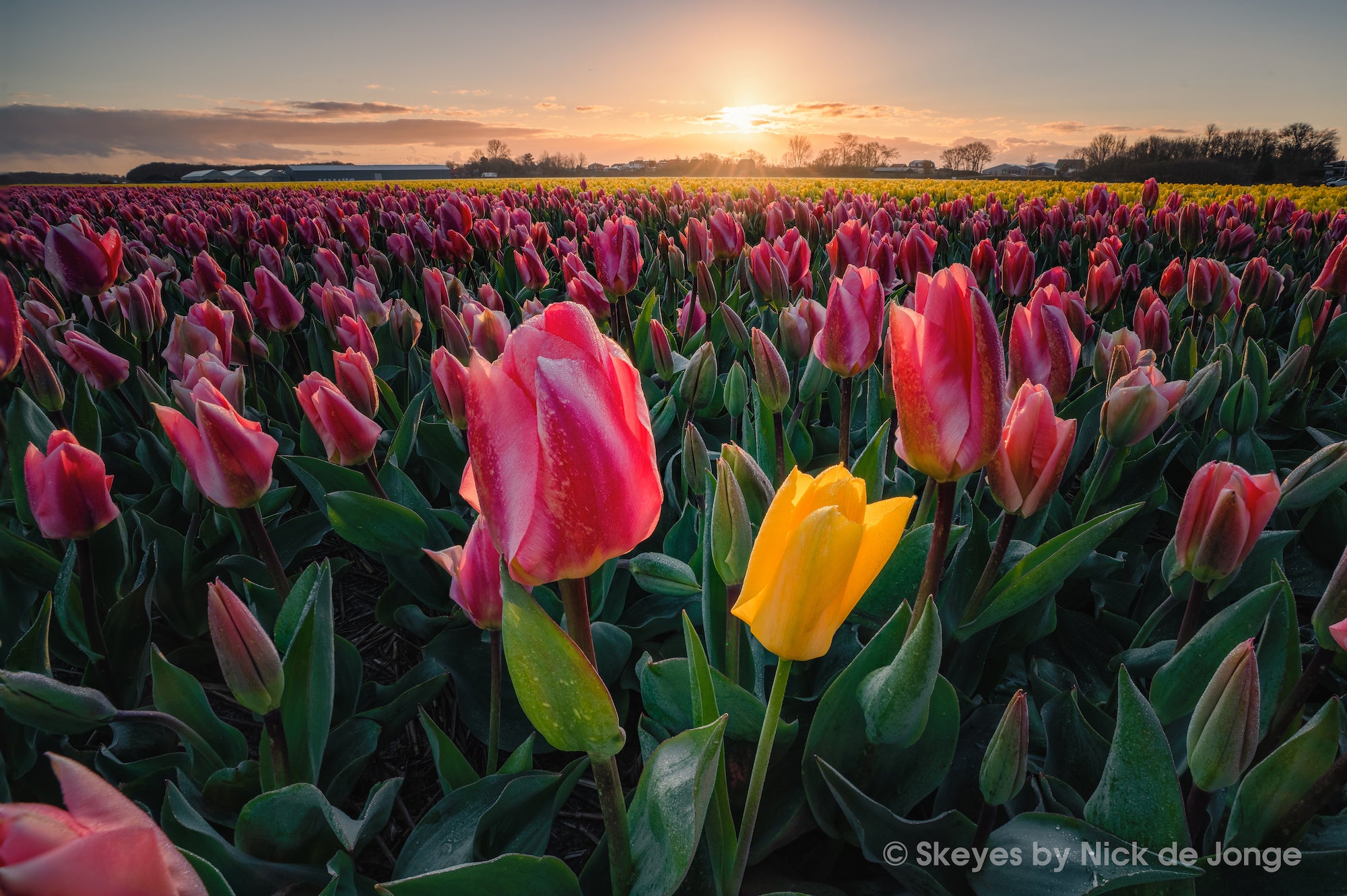 Take A Tiptoe Through The Tulips With A Fast Wide-Angle Zoom | Sony | Alpha  Universe, image size:2000x1331