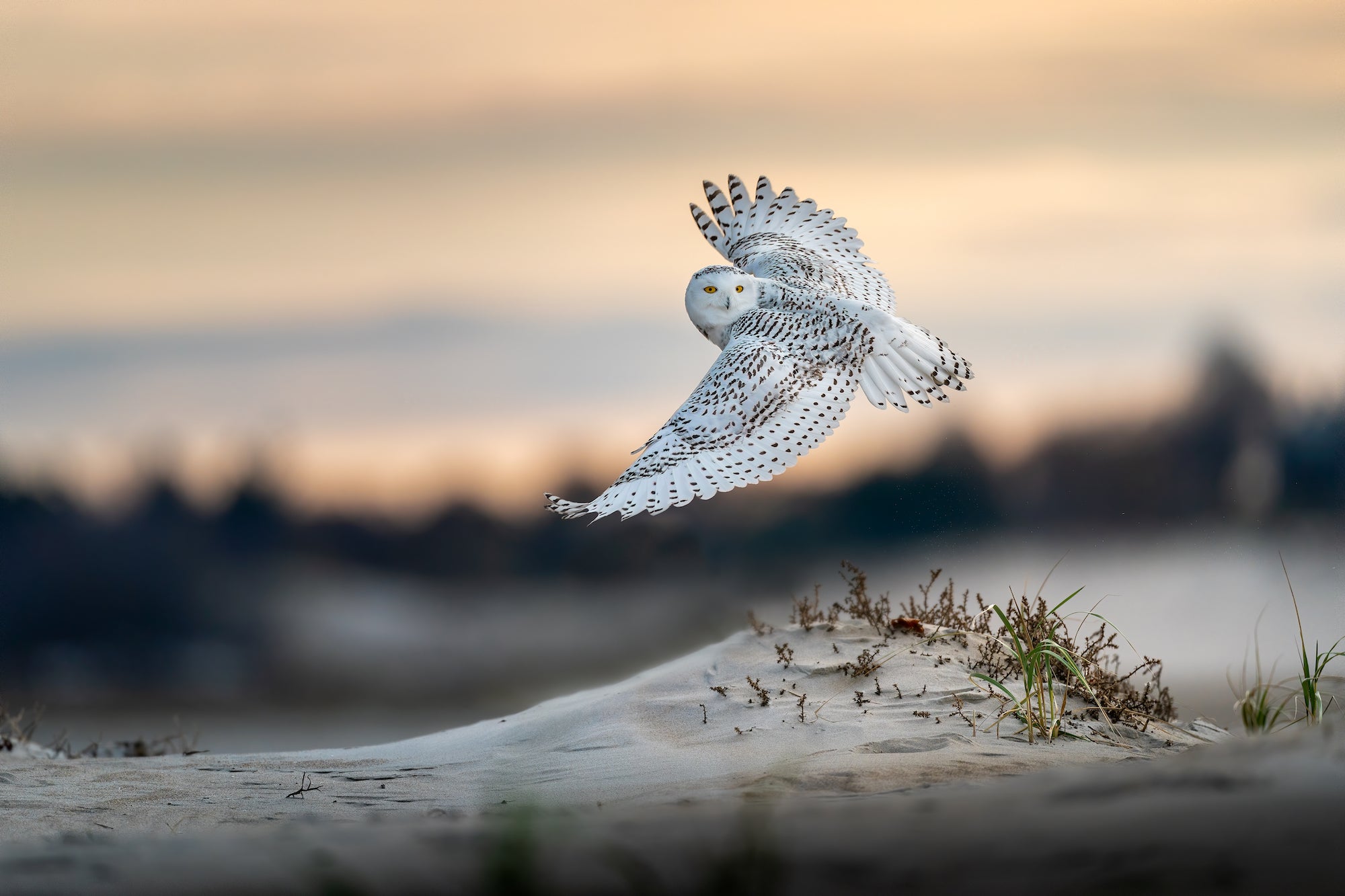 flying owl photography