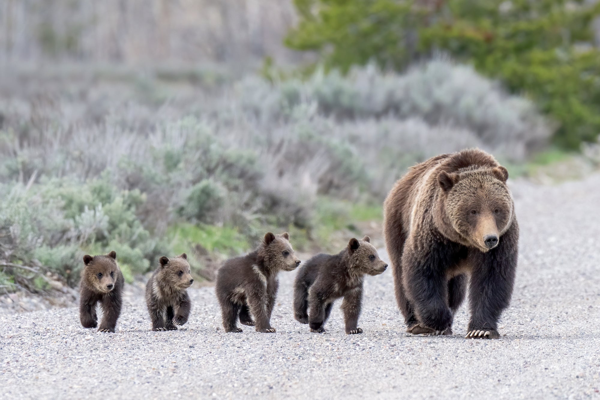 Grizzly Bears And Their Cubs