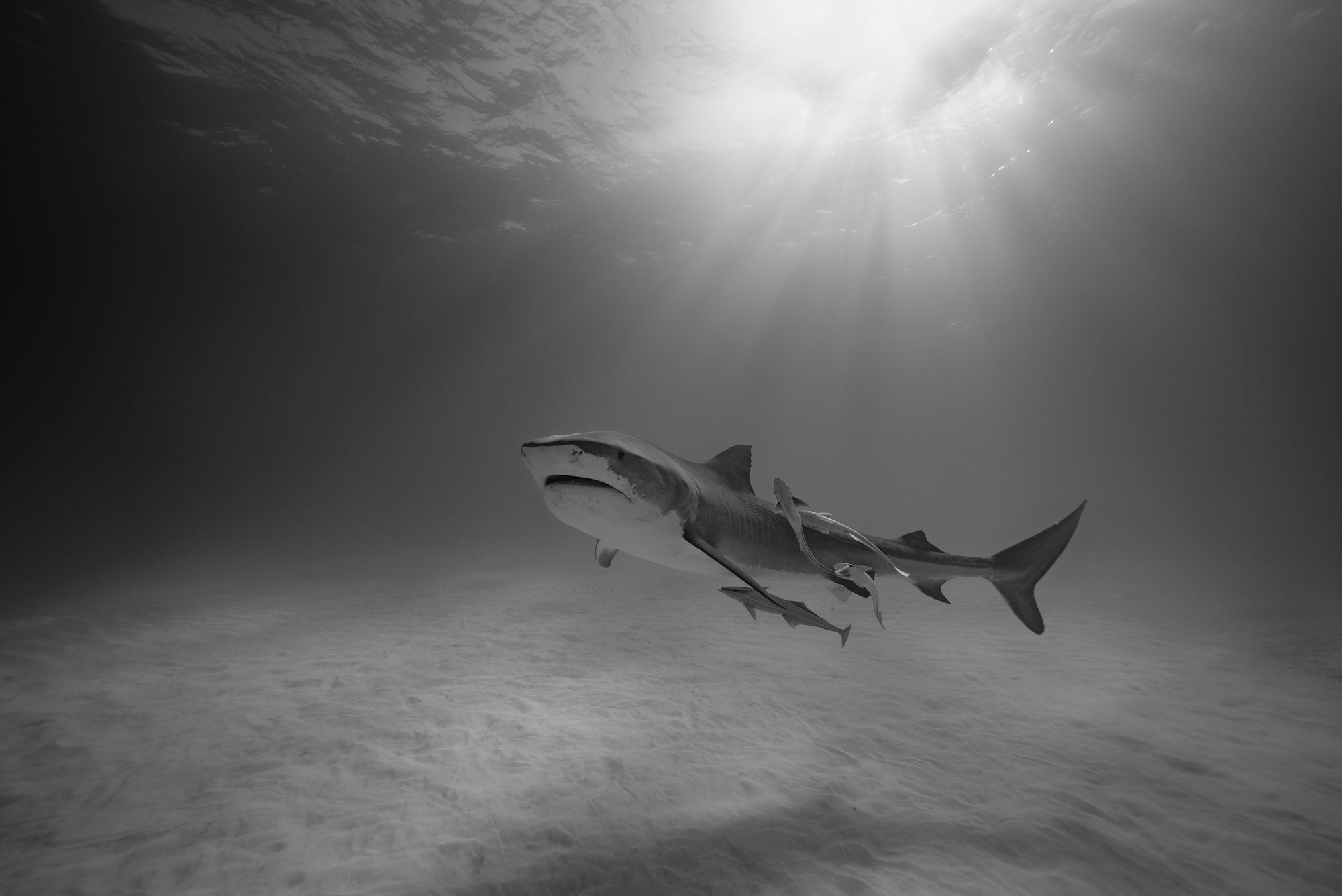 paul nicklen sony