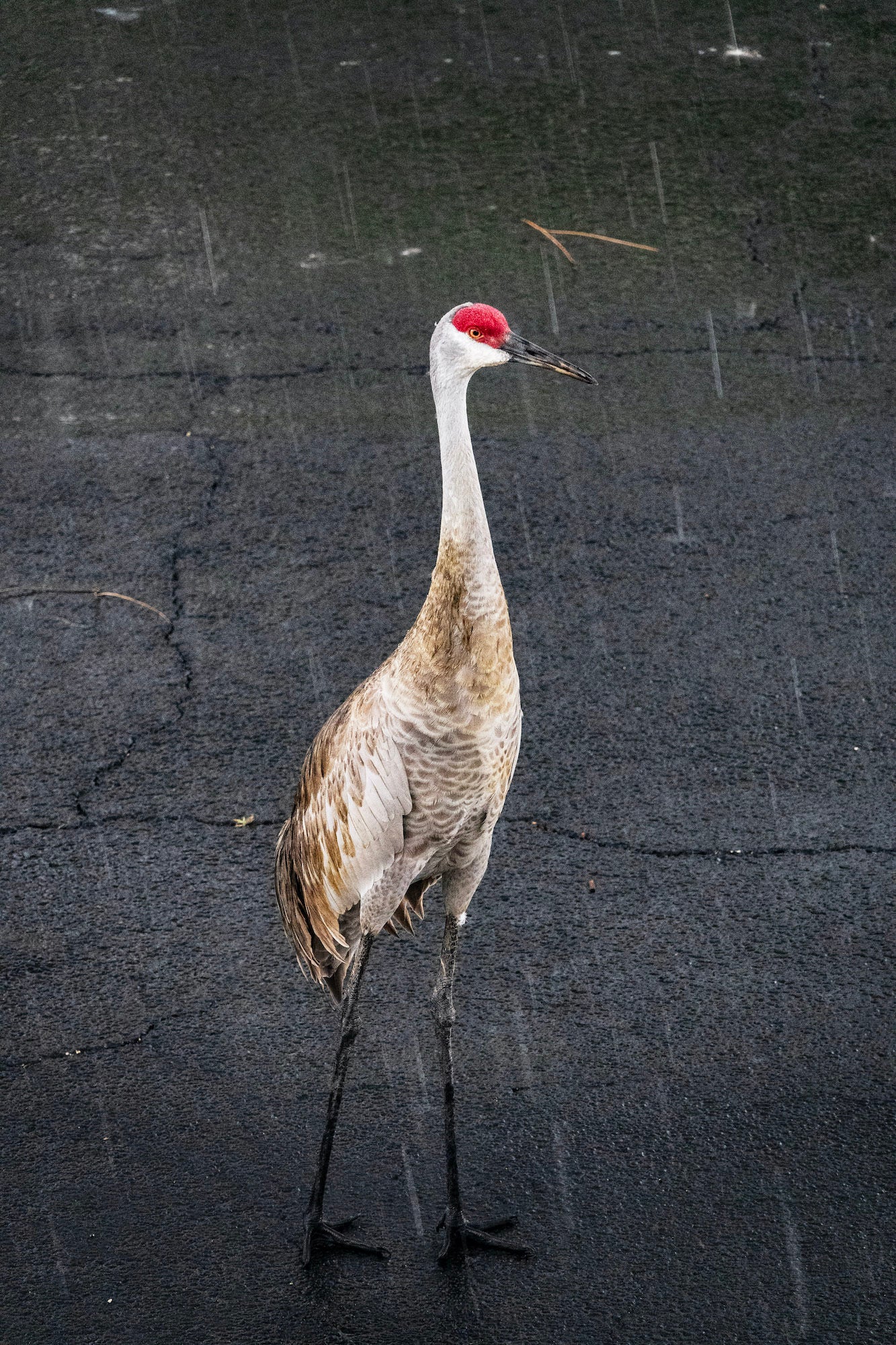 Photo by Dave Burnett. Sony RX10 IV. 1/80-sec., f/4.5, ISO 1250